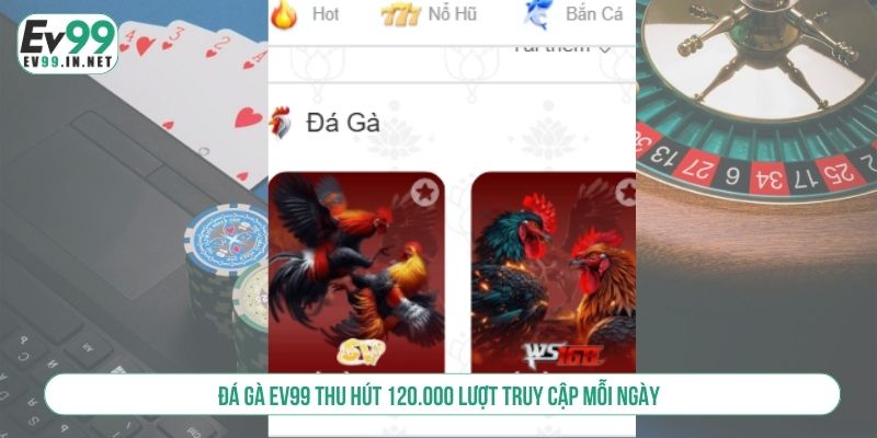 Đá gà EV99 thu hút 120.000 lượt truy cập mỗi ngày