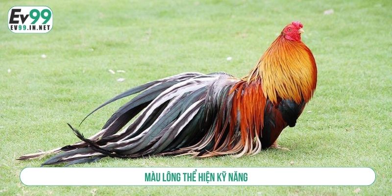 Màu lông thể hiện kỹ năng