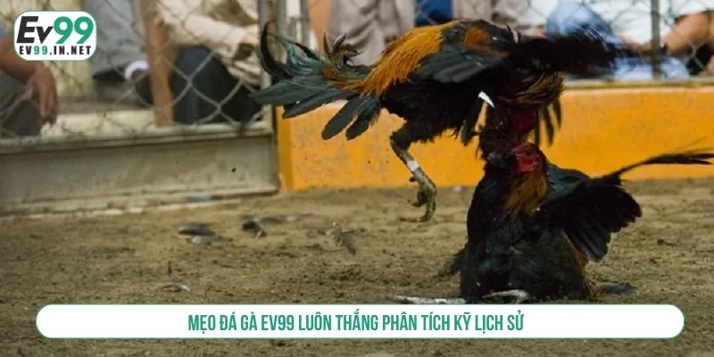 Mẹo đá gà EV99 luôn thắng phân tích kỹ lịch sử 