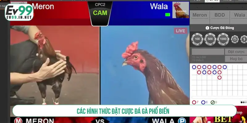 Các hình thức đặt cược đá gà phổ biến