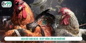 Cách đặt cược đá gà - Bí kíp thắng lớn cho người mới