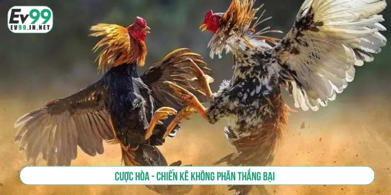 Cược hòa - Chiến kê không phân thắng bại